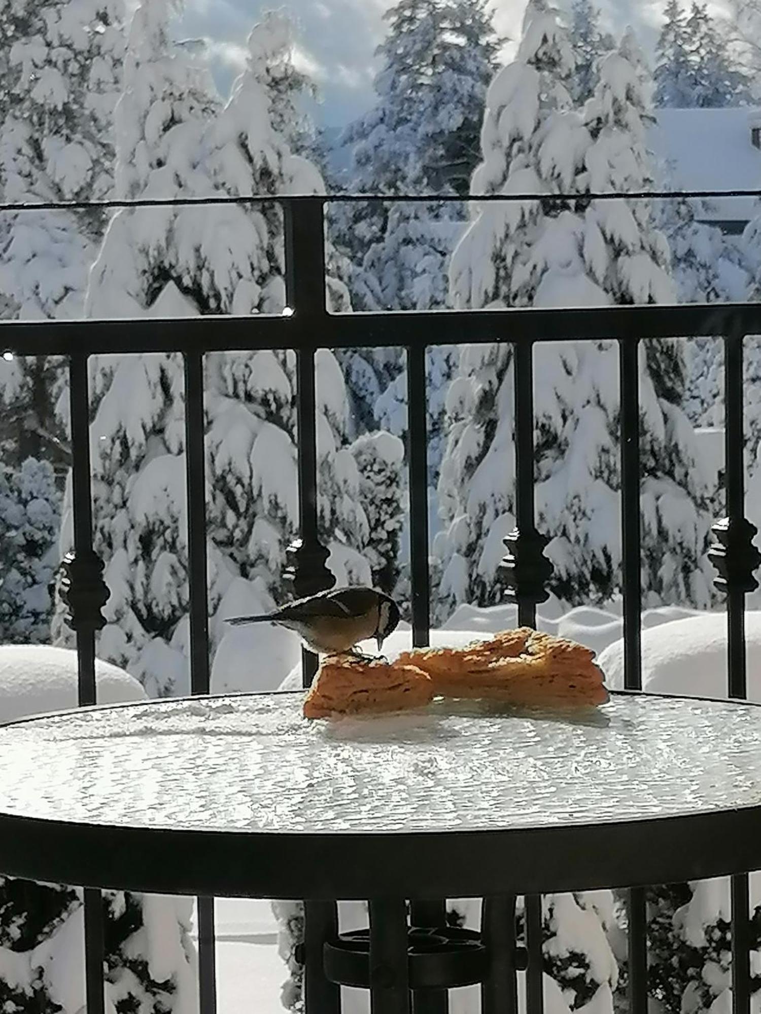 Villa Bozovic Zlatibor Buitenkant foto
